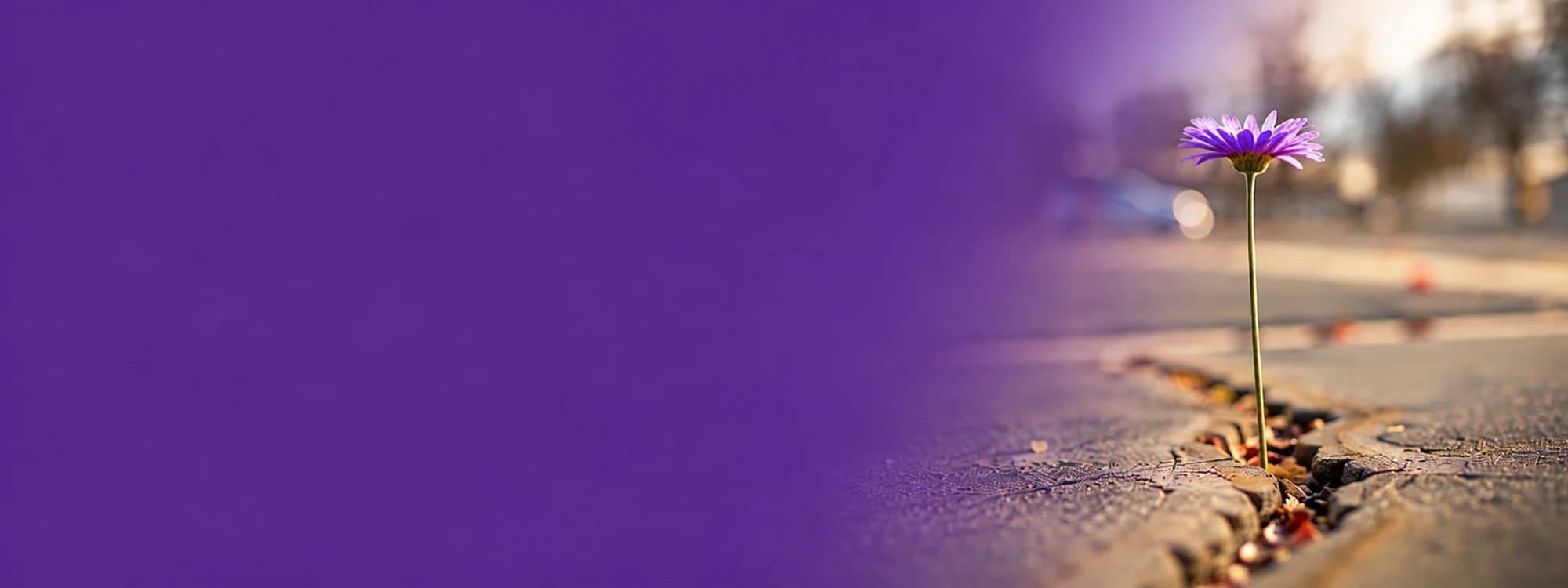 Una flor crecida entre las grietas de una vereda, sobre el color del encabezado